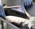 Manfaat Caviar, Telur Ikan Super Mahal untuk Perawatan Kulit