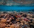 5 Destinasi untuk Menikmati Keindahan Taman Bawah Laut Indonesia