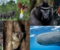 Ini Dia! 6 Destinasi Wisata Alam untuk Melihat Satwa Langka Indonesia di Habitat Aslinya